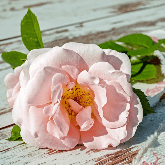 Rose Oils in Perfumery: The Soulful Elixir of Scent