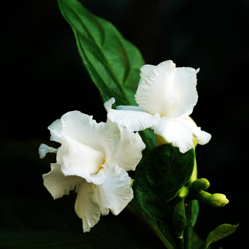 White floral perfume oil with gardenia and sandalwood