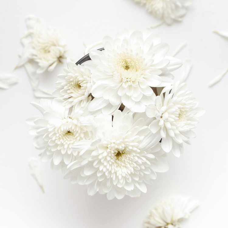 Sofia white musk perfume oil 3mL clean fresh scent