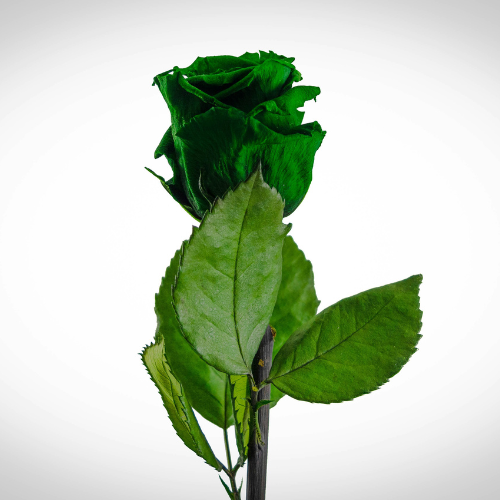 Vetiver and rose perfume oil, co-distilled artisanal oil